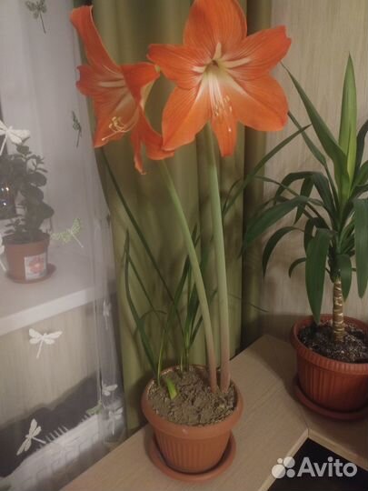 Гиппеаструм