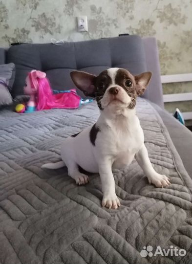 Щенки чихуахуа