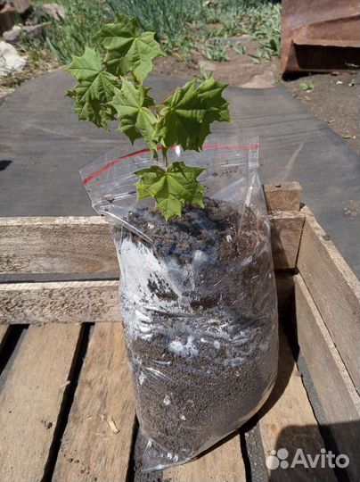 Клён татарский, остролистный, саженец