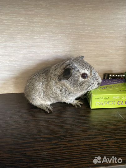 Породистые морские свинки агути шиншилловые