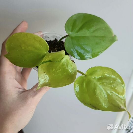 Филодендрон Сканденс Лемон / Лайм лиана комнатная