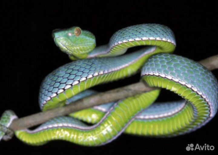 Герпетолог - осмотр, лечение, консультации