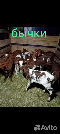 Телята бычки