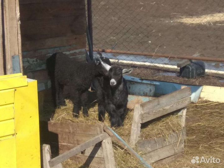 Козы козлята козлы