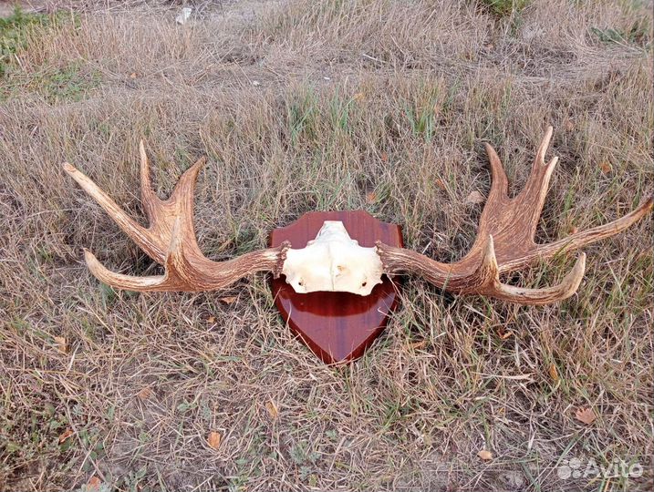 Рога лося