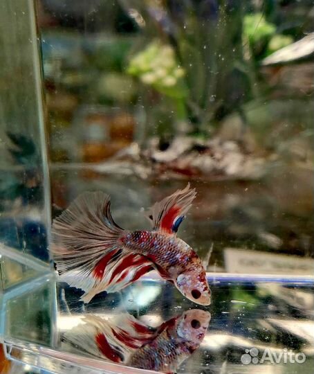 Рыбка петушок