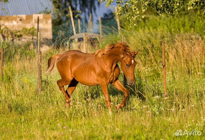 Жеребчик,пони кобылка