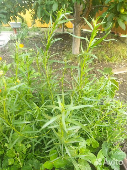 Эстрагон тархун