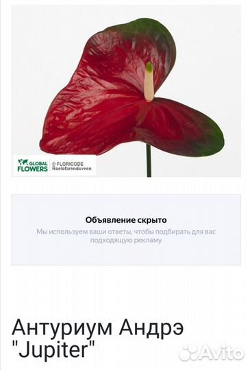 Антуриум Юпитер