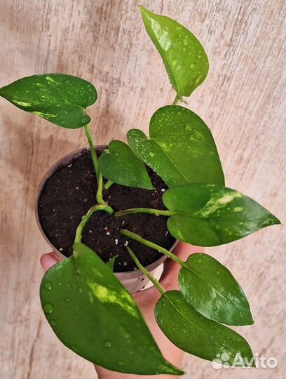 Эпипремнум