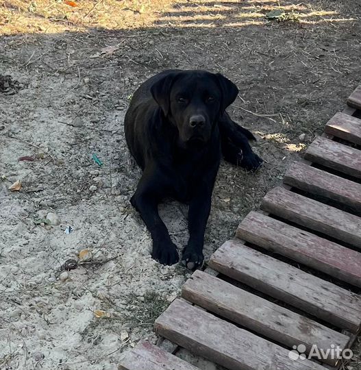 Щенки лабрадора