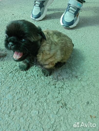 Мопс-пекинес