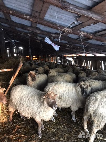 Овцы месной породы