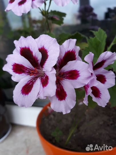 Герань (пеларгония) розовая, королевская, красная