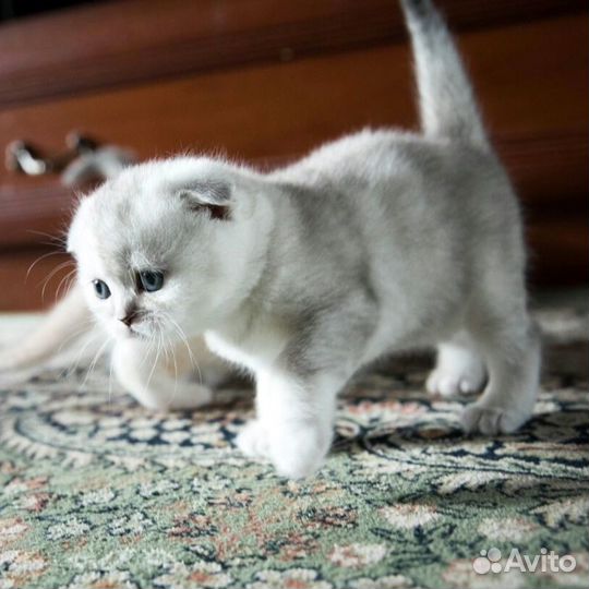 Шотландские вислоухие серебристые котята и страйты