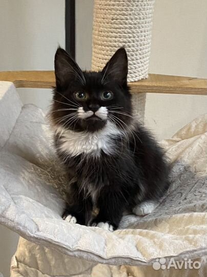 Сибирский котенок