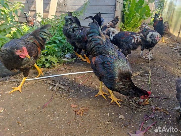 Петух барневельдер, фавероль, лакеданзи