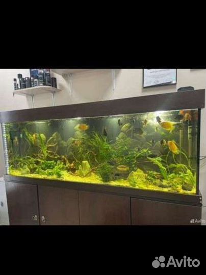 Аквариум с тумбой 600 литров