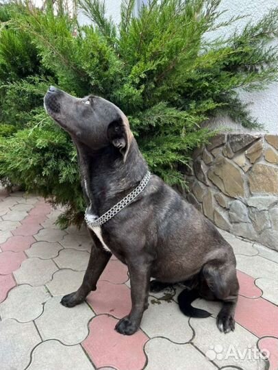 Собака в добрые руки отдам бесплатно