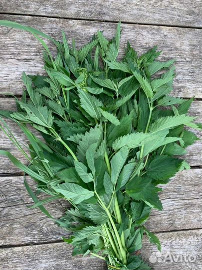 Травы для шиншилл и дегу