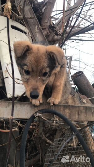 Бросили щенка