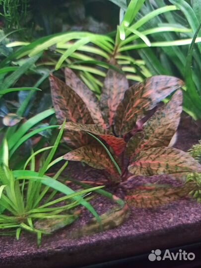 Аквариумные растения