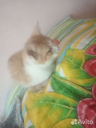 Домашние животные