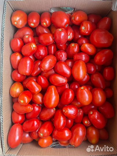Помидоры сливка оптом