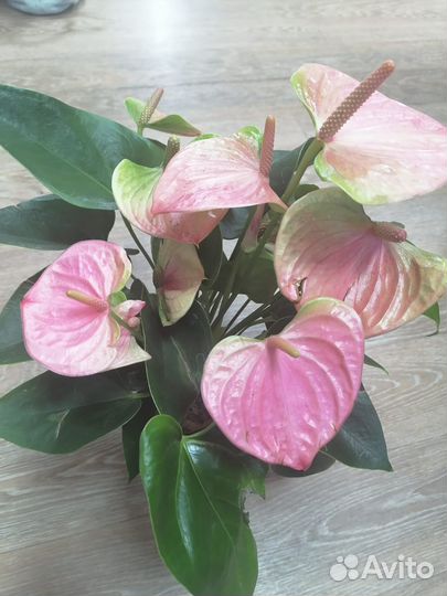 Детки антуриумов