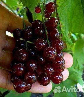 Многолетние садовые растения