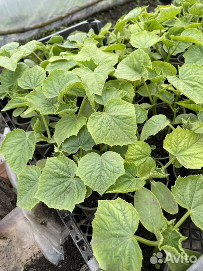 Рассада помидор и огурцов