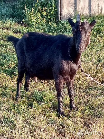 Козы и козлы