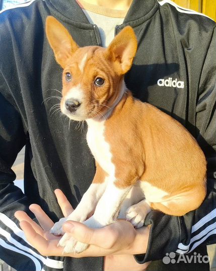 Рыже-белые щенки басенджи