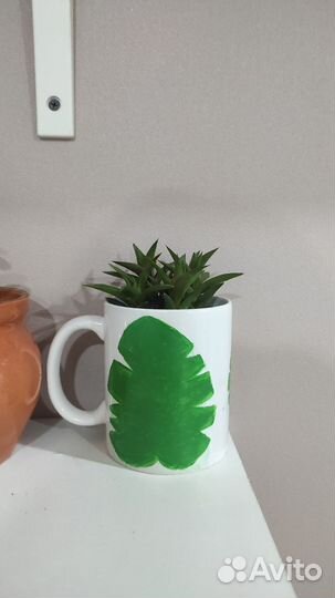 Суккуленты