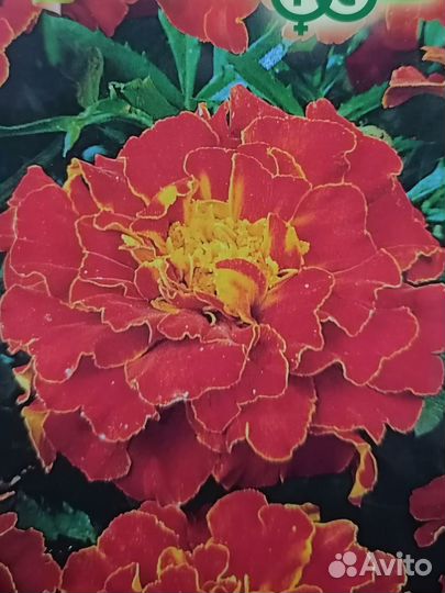 Бархатцы(тагетес)