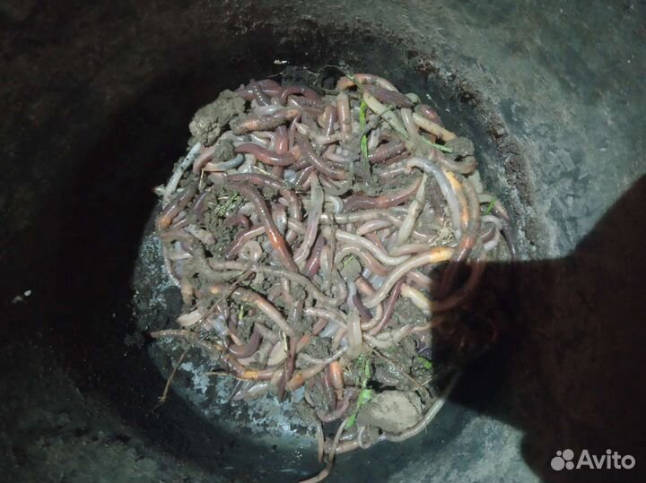 Черви для рыбалки