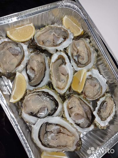 Живые устрицы, мидии