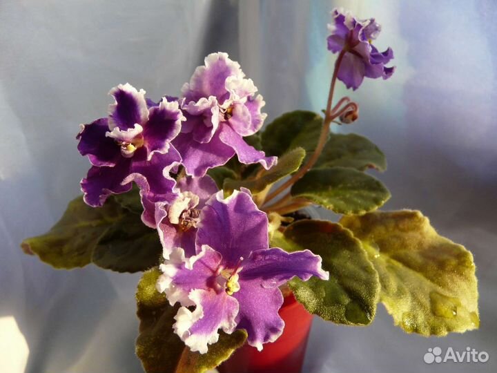 Фиалки сортовые (детки, пасынки)