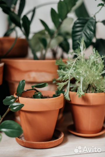 Керамические горшки