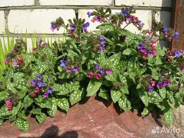 Медуница пятнистая, декоративный многолетник