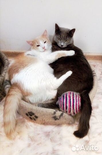 Грей и Рыжий