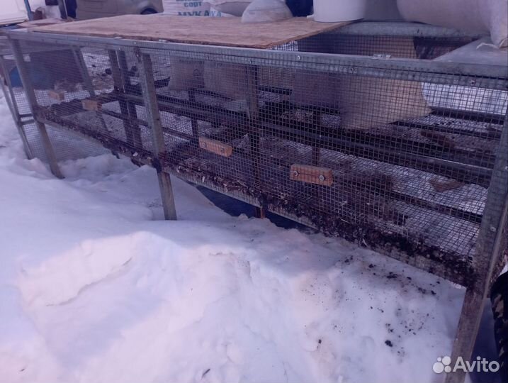 Клетки для перепелов бу