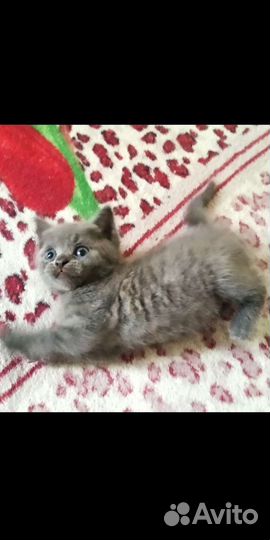 Шотландские котята