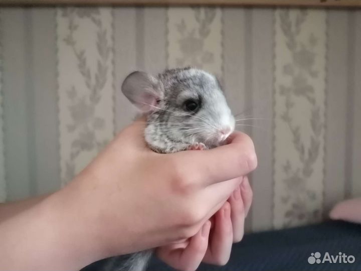 Шиншилла