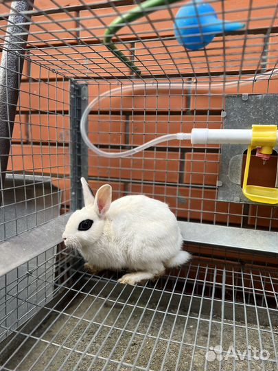 Карликовый кролик хотот