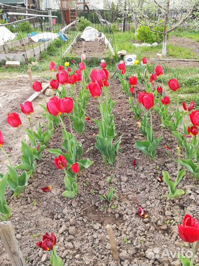 Луковицы тюльпанов