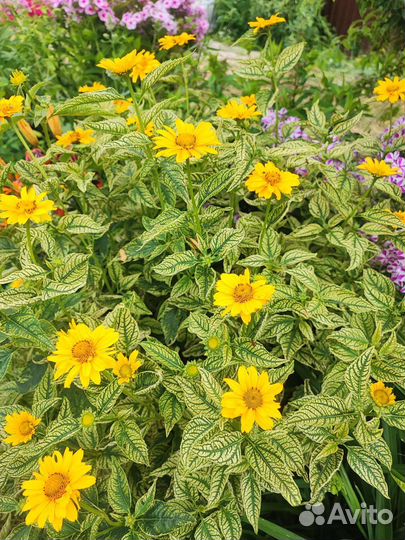 Цветы для вашего сада