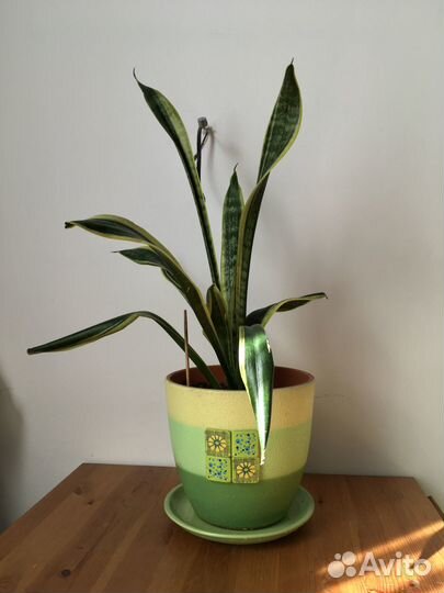 Сансевиерия (тёщин язык) в глиняном горшке