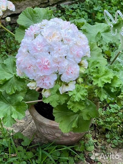 Пеларгония Ив Галина Уланова