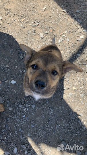 Собака в добрые руки отдам бесплатно